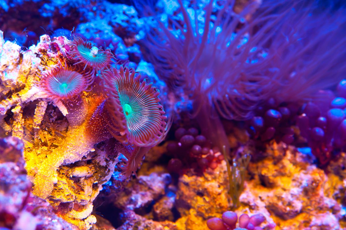 Diving at Ischia Island