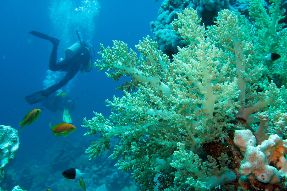 Diving at Ischia Island