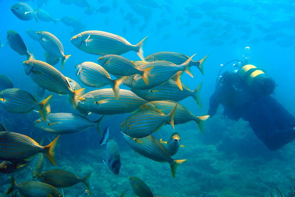 Diving at Ischia Island