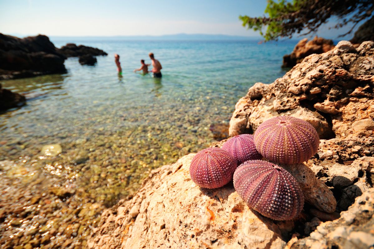 Snorkeling a Ischia