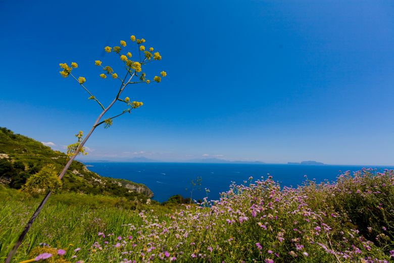 Benvenuto Maggio a Ischia 